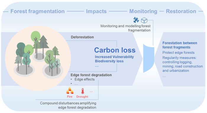 Degradation in edge forests caused by forest fragmentation