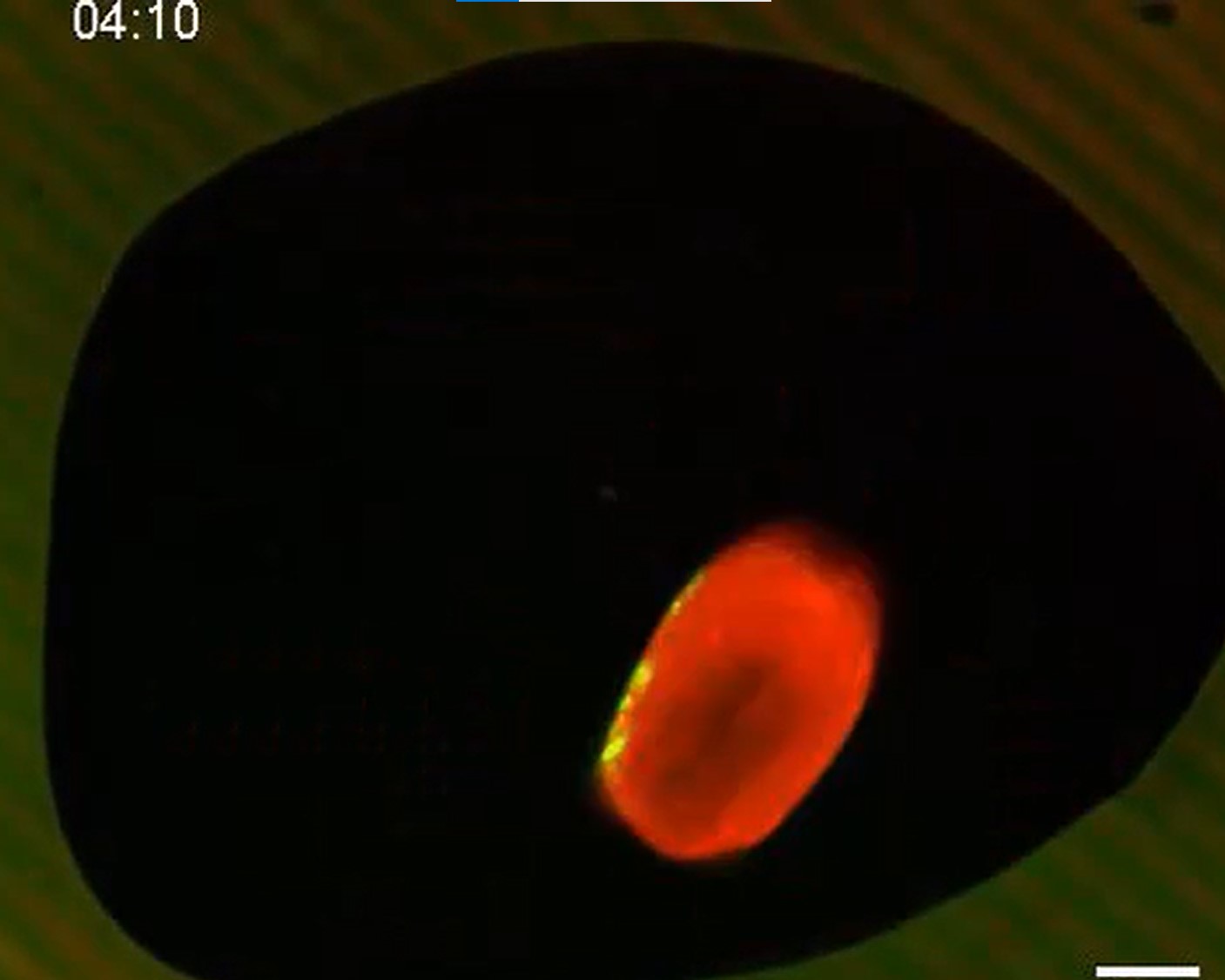 In the sea anemone, the way you move matters