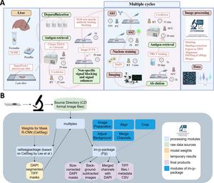 Sequential multiplex immunofluorescence and CytoPrixm software overviews.