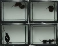 Dietary betaine supplements restore normal social interactions in mouse model of schizophrenia