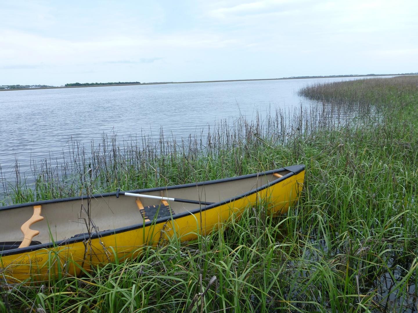 Study Yields New Clues to Predict Tipping Points for Marsh Survival