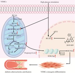 Fig 1. Schematic illustration of BCAT2-mediated BCAA catabolism contributing to the pathogenesis of diabetic atherosclerotic calcification.