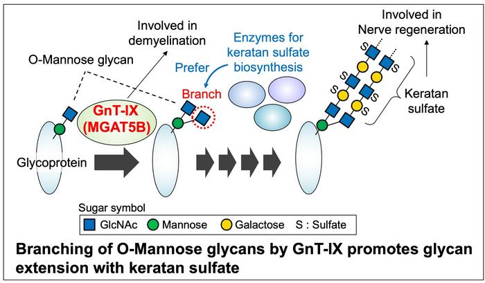 How O-mannose glycan branching enables complex sugar formation in the brain