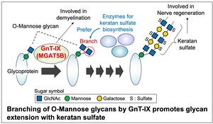 How O-mannose glycan branching enables complex sugar formation in the brain