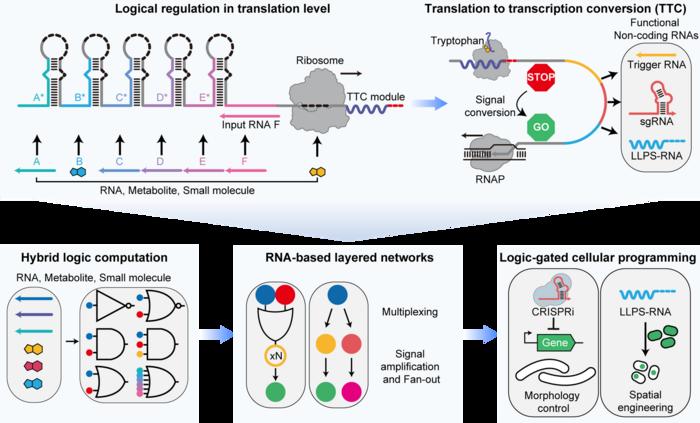 Signal processing capabilities of the RATEX platform and schematic of cellular programming using gene circuits designed on this platform.