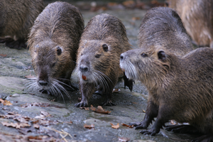 Coypu