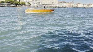 Dolphin Mimmo in Venice