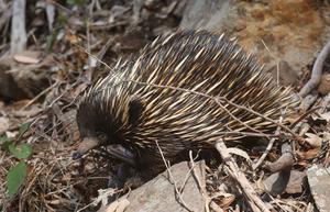 Echidna credit Ken Hurley
