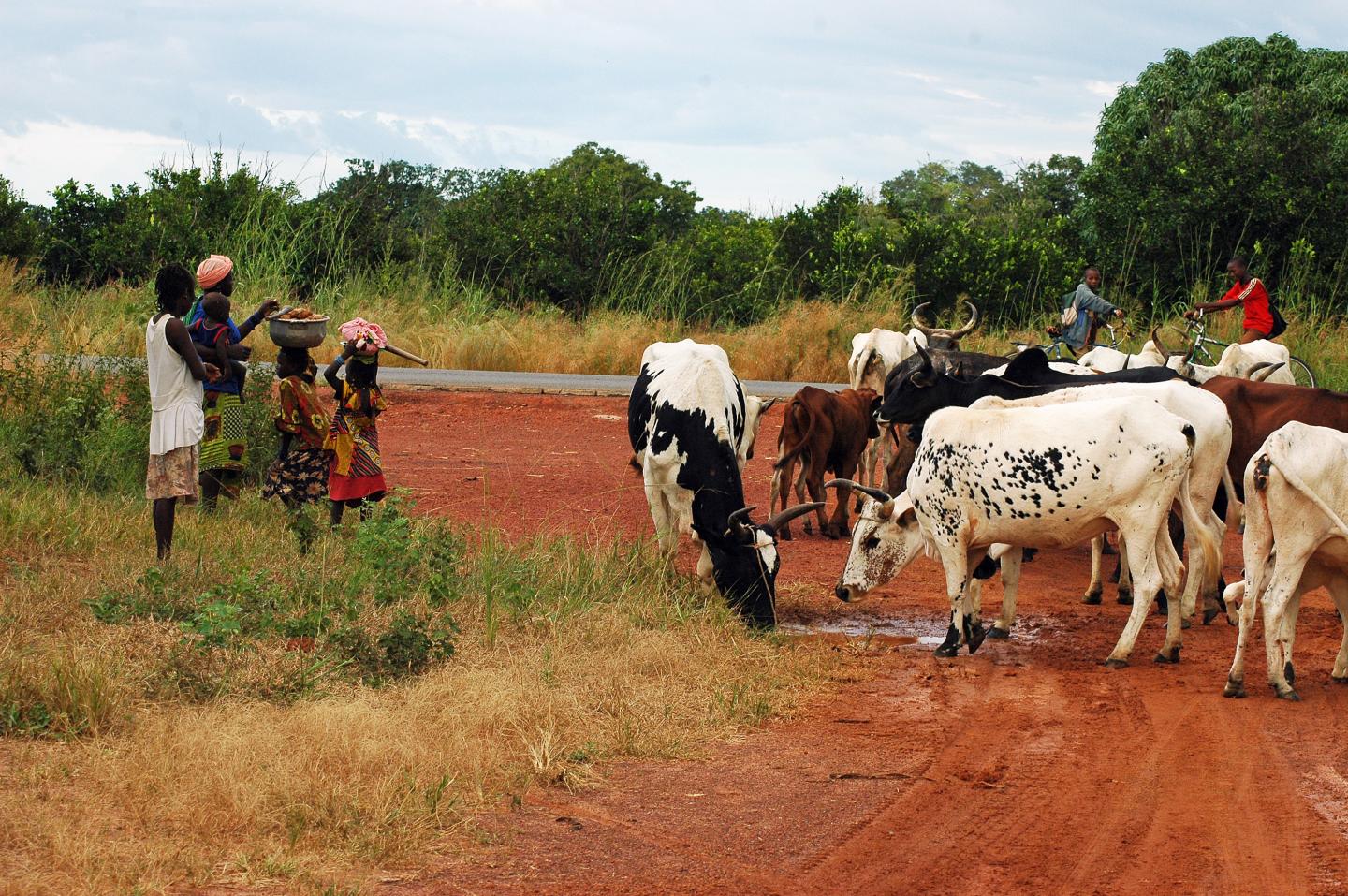 A Chromosome Anomaly May Cause Malaria-Transmitting Mosquito to Prefer Feeding on Cattle
