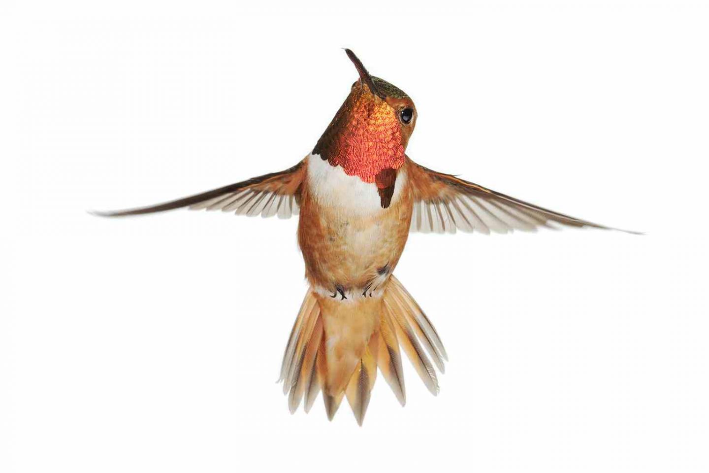 Allen's Hummingbird