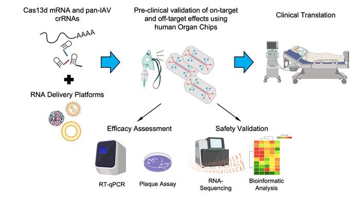 Testing antiviral CRISPR RNA therapeutics in human Organ Chips