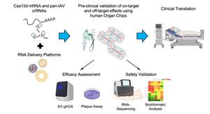Testing antiviral CRISPR RNA therapeutics in human Organ Chips