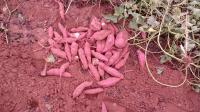 Sweet Potatoes