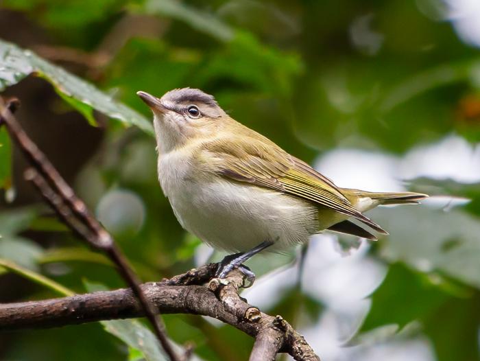 A red-eyed vireo
