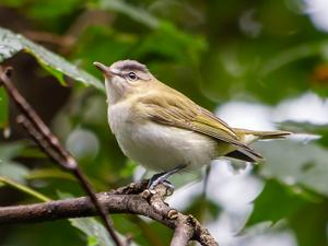A red-eyed vireo