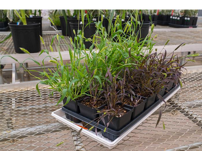 Setaria viridis, a grass species similar to corn and sorghum,