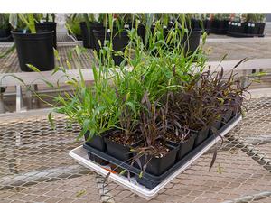 Setaria viridis, a grass species similar to corn and sorghum,