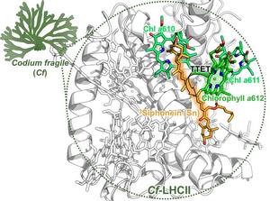 Structure of the light-harvesting antenna (Cf-LHCII) in Codium fragile