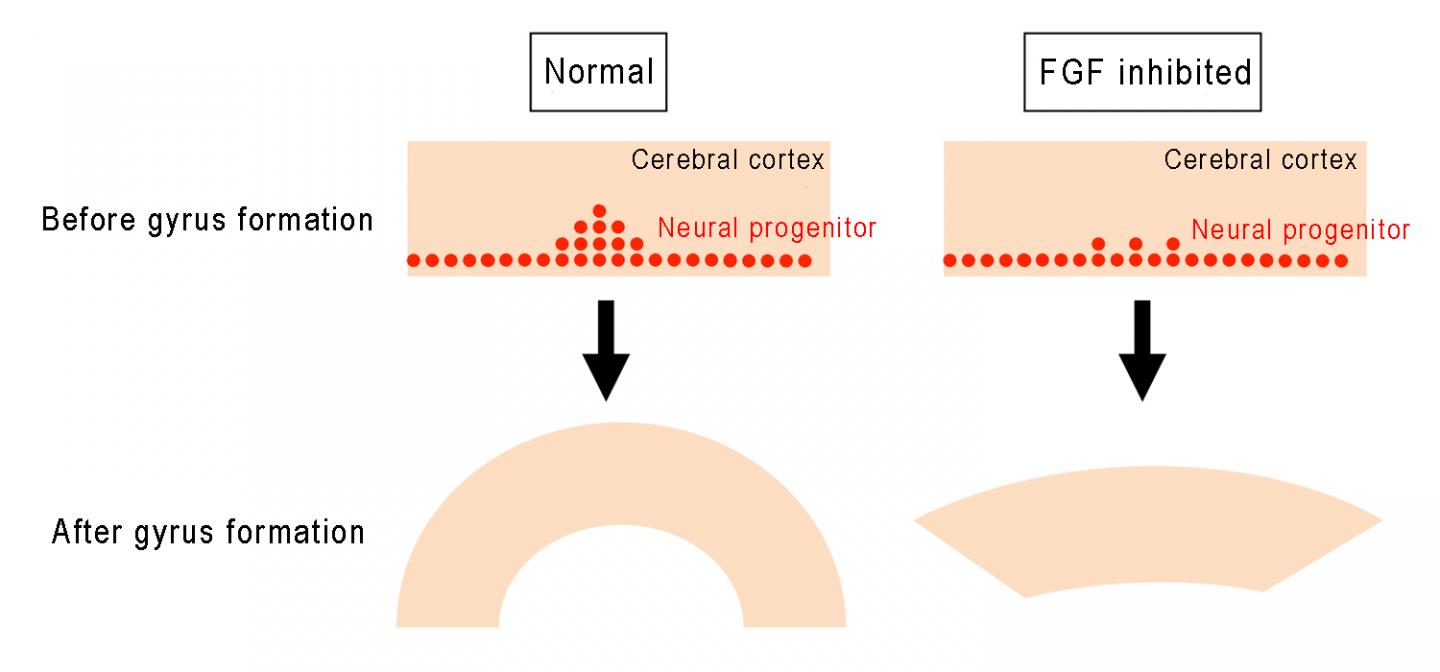 Figure 3. Summary of the Present Study