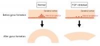 Figure 3. Summary of the Present Study