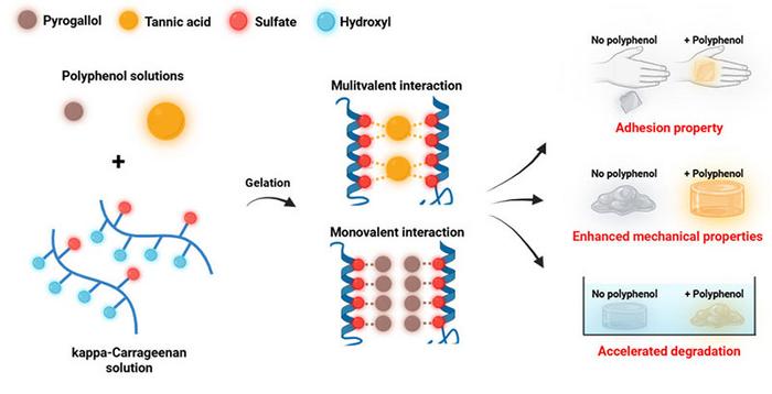 KAIST Develops Hydrogel Material with Improved Skin Adhesion and Controllable Degradation Rate​