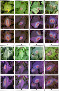 Fig. 5. Visualization using Grad-CAM
