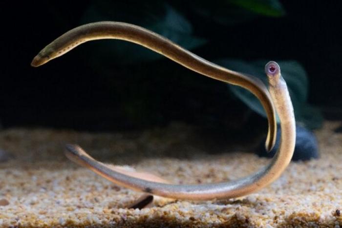 An adult Far Eastern brook lamprey (Lethenteron reissneri)