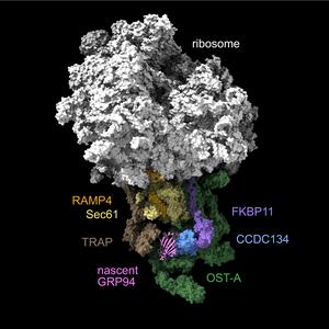 An illustration of the partially formed GRP94 protein (pink) as it is generated by the ribosome (white).
