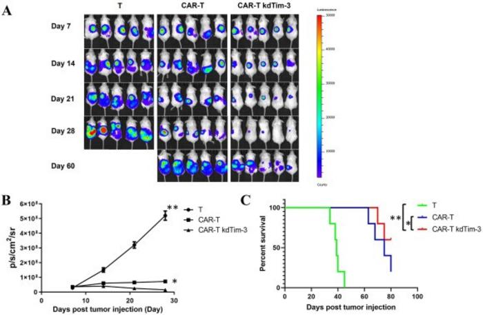 TIM-3 silencing augmented the anti-tumor activity of chimeric antigen receptor-T (CAR-T) cells in vivo.