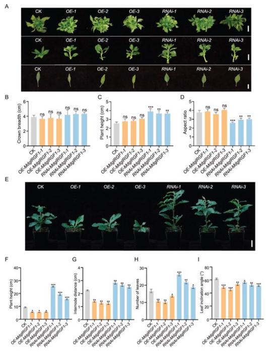 Proposed working model for ethylenemediated suppression of anthocyanin biosynthesis in chrysanthemum ray florets.