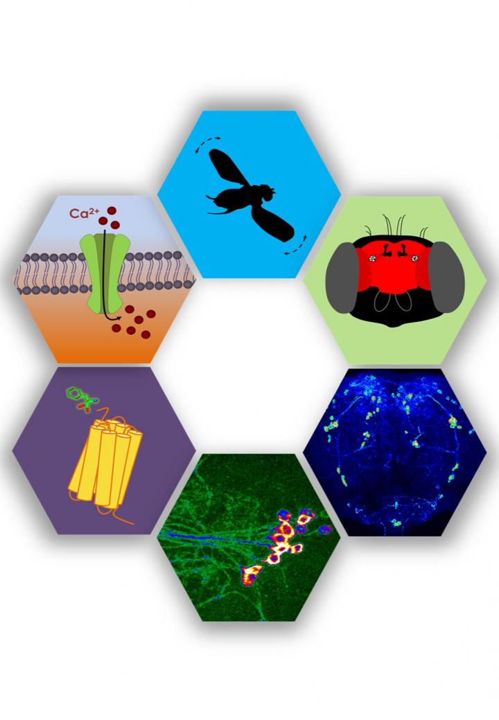 Neuropeptidergic Modulation of Flight in Drosophila