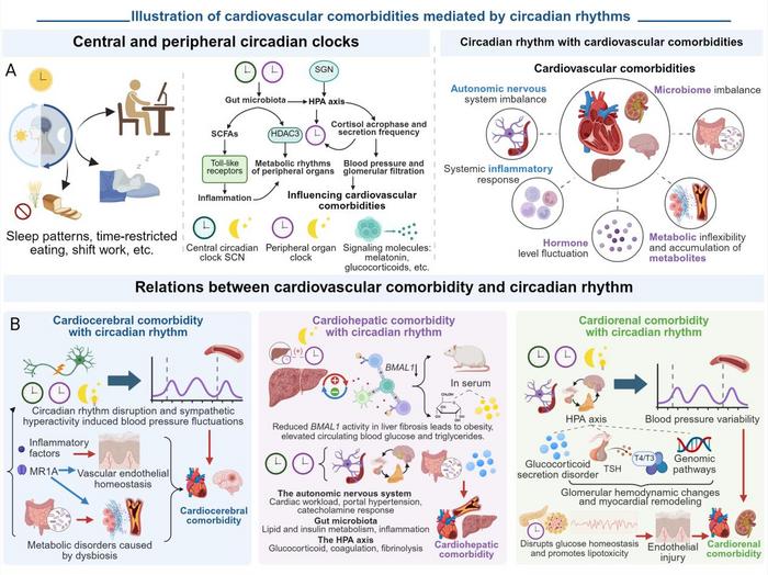 Illustration of cardiovascular multiorgan comorbidity mediated by circadian disruption.