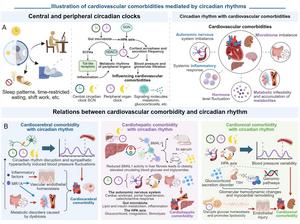 Illustration of cardiovascular multiorgan comorbidity mediated by circadian disruption.