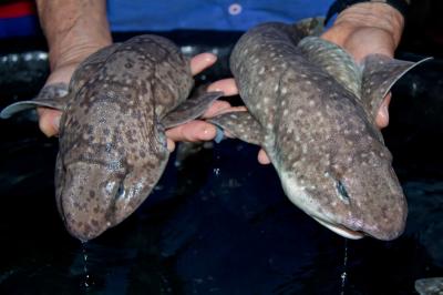New Swell Shark from the Philippines