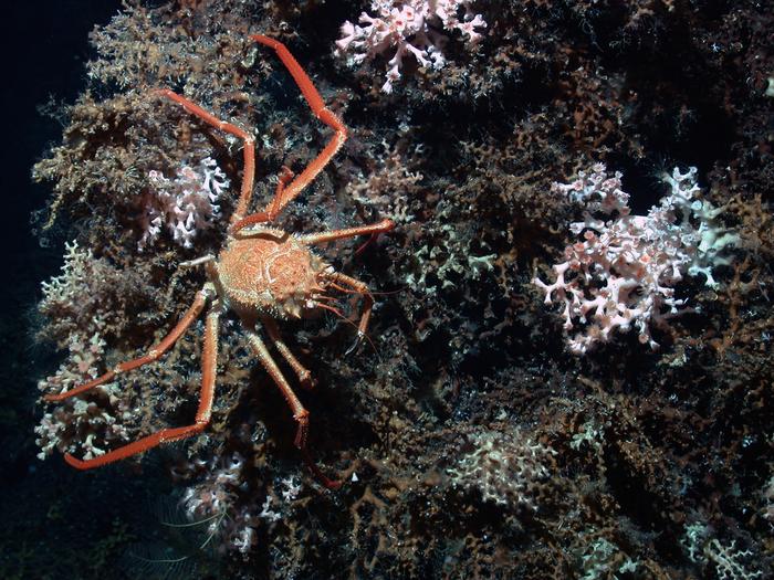 Deep sea corals