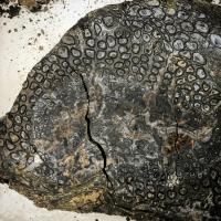 Fossilized Tree Fern