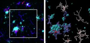 Microglia