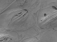 Scaffolding with Hydrogel