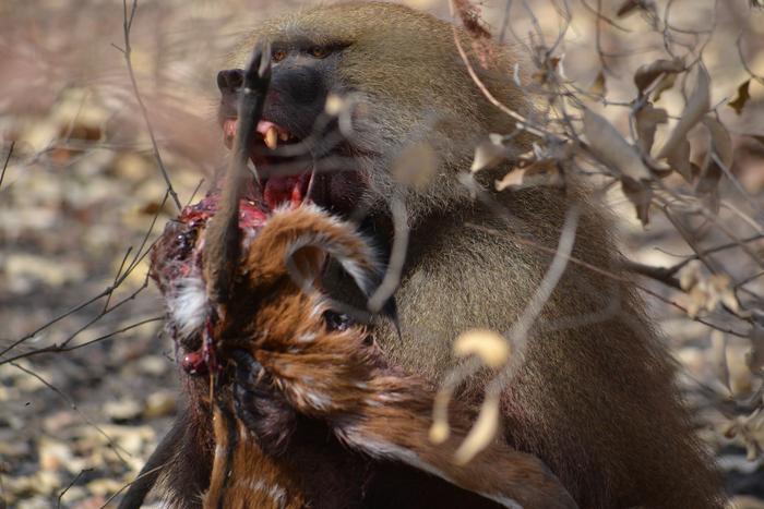 Male Guinea baboon feast on his prey.