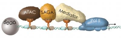 ATF6 Alpha: Master Regulator Pprotein