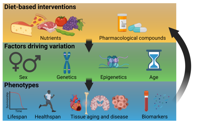 A framework for precision nutrigeroscience