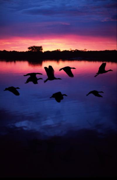 Duck Flock