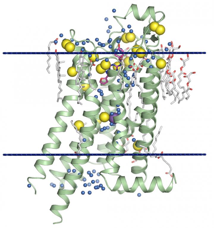 Adenosine A2A Receptor