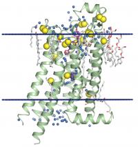 Adenosine A2A Receptor