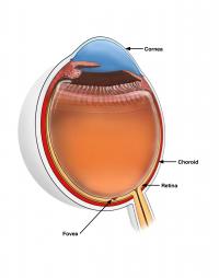The Human Eye