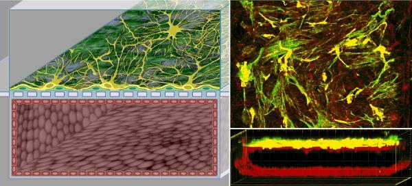 Human Blood-Brain Barrier-on-Chip
