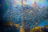 Kelp Forest