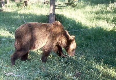 Snagging Bear Hair