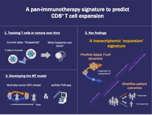 A pan-immunotherapy signature to predict CD8+ T cell expansion in the tumor