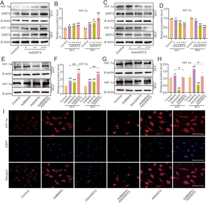 Effects of SIRT5 and/or BMP9 on the protein level of HIF-1α in MEFs.